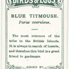 Blue titmouse, Parus caeruleus.