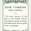 Blue titmouse, Parus caeruleus.
