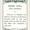 Barn owl, Aluco flammea.