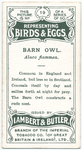 Barn owl, Aluco flammea.