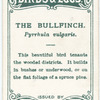 The bullfinch.