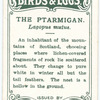The ptarmigan, Lagopus mutus.