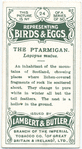 The ptarmigan, Lagopus mutus.