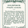 Goldfinch, Fringilla carduelis.