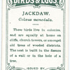 Jackdaw, Coloeus monedula.