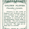 Golden plover, Charadius pluvialis.