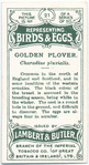Golden plover, Charadius pluvialis.