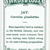 Jay, Garrulus glaudarius.