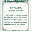 Skylark, Alauda arvensis.