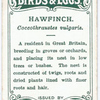 Hawfinch, Coccothraustes vulgaris.
