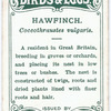 Hawfinch, Coccothraustes vulgaris.