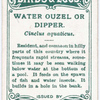 Water ouzel or dipper, Cinclus aquaticus.