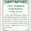 The common partridge, Perdix cinerea.