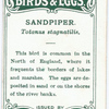 Sandpiper, Totanus stagnatilis.