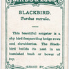 Blackbird, Turdus merula.