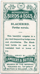 Blackbird, Turdus merula.