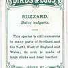 Buzzard, Buteo vulgaris.