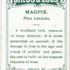 Magpie, Pica candata.