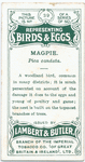 Magpie, Pica candata.