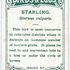 Starling, Sturnus vulgaris.