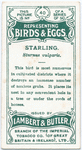 Starling, Sturnus vulgaris.