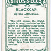 Blackcap, Sylvia Atricailla.