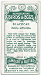 Blackcap, Sylvia Atricailla.