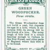 Green woodpecker, Picus Viridus.