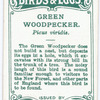 Green woodpecker, Picus Viridus.