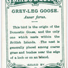 Grey-leg goose, Auser ferus.