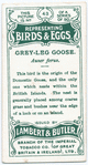 Grey-leg goose, Auser ferus.