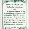Wood pigeon, Columba palumbus.