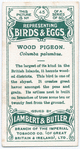 Wood pigeon, Columba palumbus.