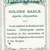 Golden eagle, Aquila chrysactus.