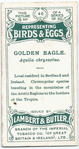 Golden eagle, Aquila chrysactus.