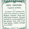 Red grouse, Lagopus scoticus.