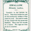 Swallow, Hirundo rustica.