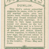 Dunlin.