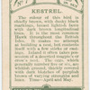Kestrel.