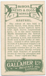 Kestrel.