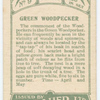 Green woodpecker.