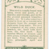 Wild duck.