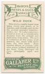 Wild duck.