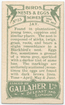Jay.