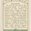 Magpie.