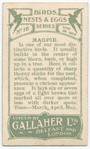 Magpie.