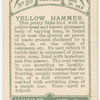 Yellow hammer.