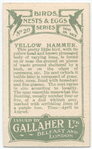 Yellow hammer.