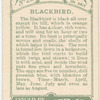 Blackbird.