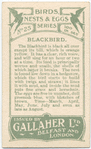 Blackbird.